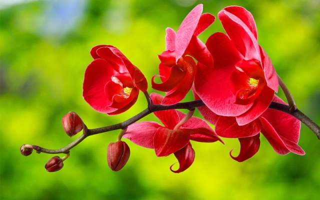 lan hồ điệp đỏ đẹp lan hồ điệp đỏ đẹp